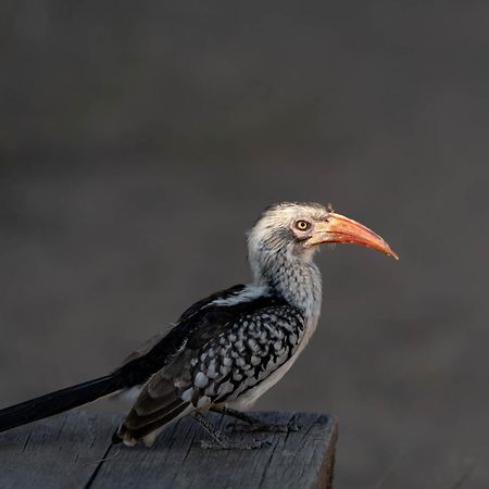 שמורת מאניילטי Ndzhaka Tented Camp מראה חיצוני תמונה